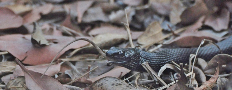 snake eating a lizard